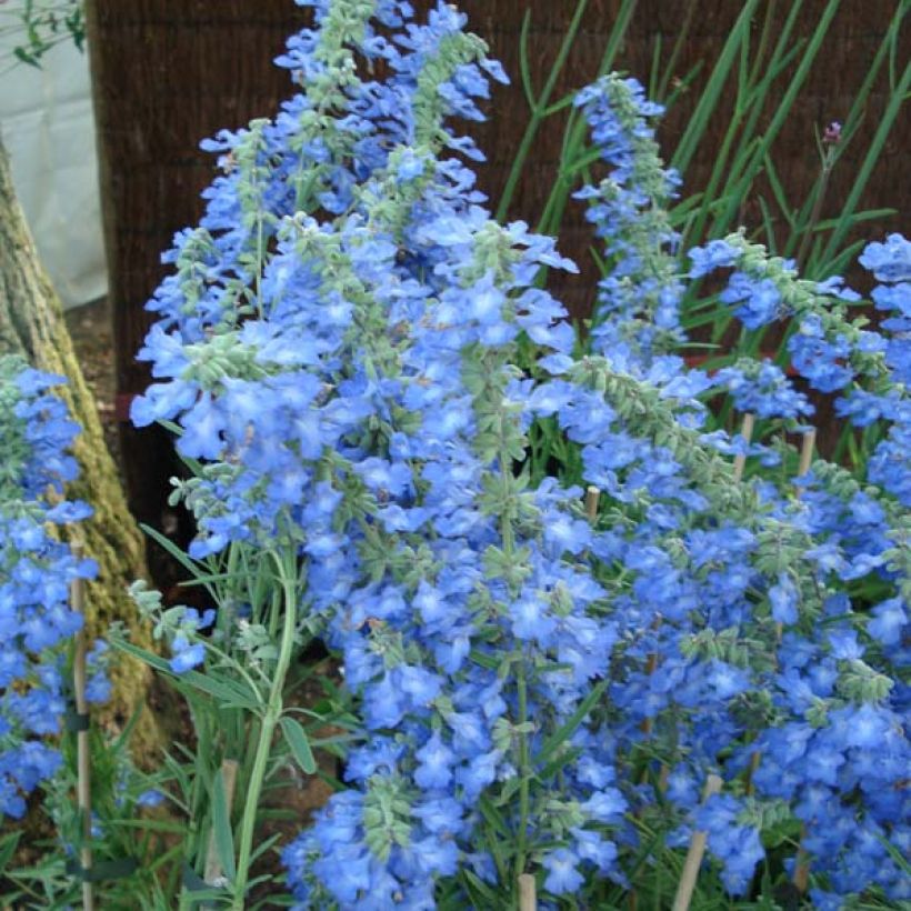 Salvia uliginosa African Skies - Sauges des marais (Flowering)