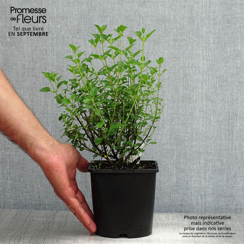 Example of Salvia x jamensis Delice Roselilac - sauge arbustive Pot de 2L/3L as you get in ete