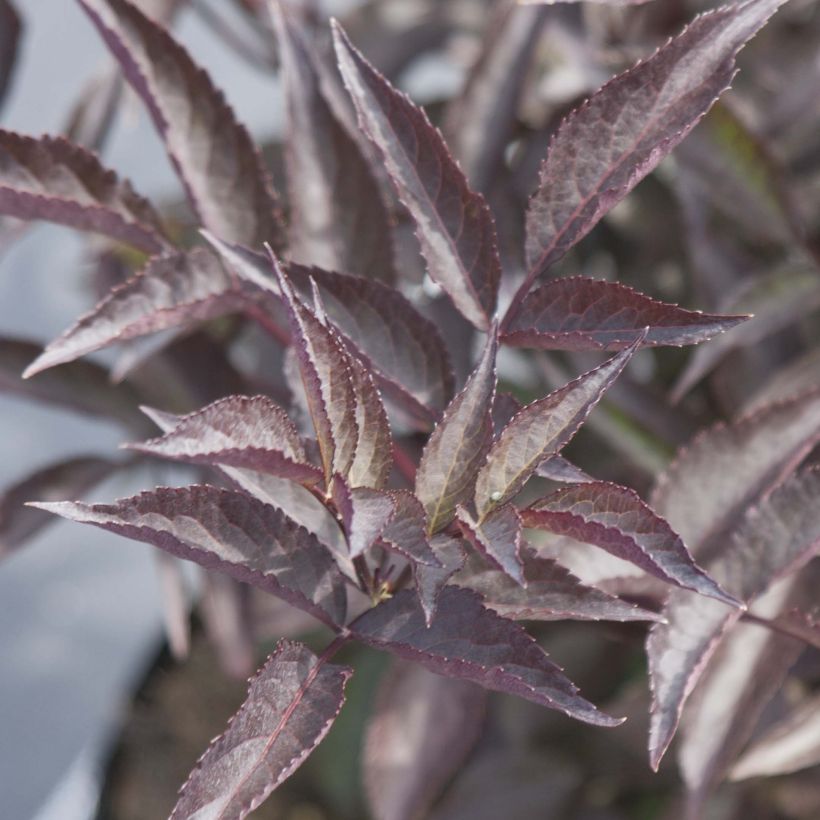 Sureau noir - Sambucus nigra Black Beauty (Gerda) (Foliage)