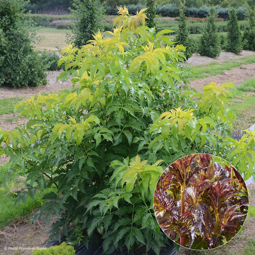 Sambucus nigra Serenade - Sureau noir (Foliage)