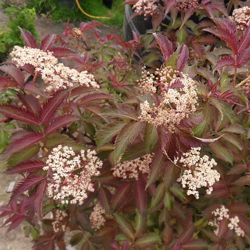 Sambucus nigra Serenade - Sureau noir (Flowering)