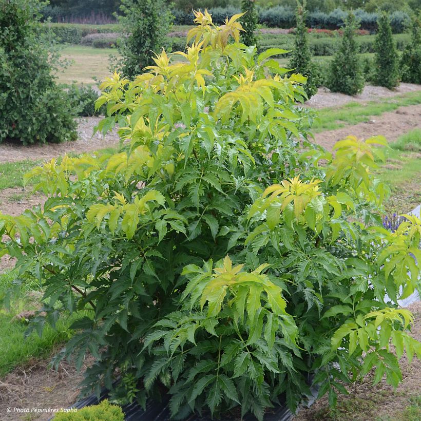 Sambucus nigra Serenade - Sureau noir (Plant habit)