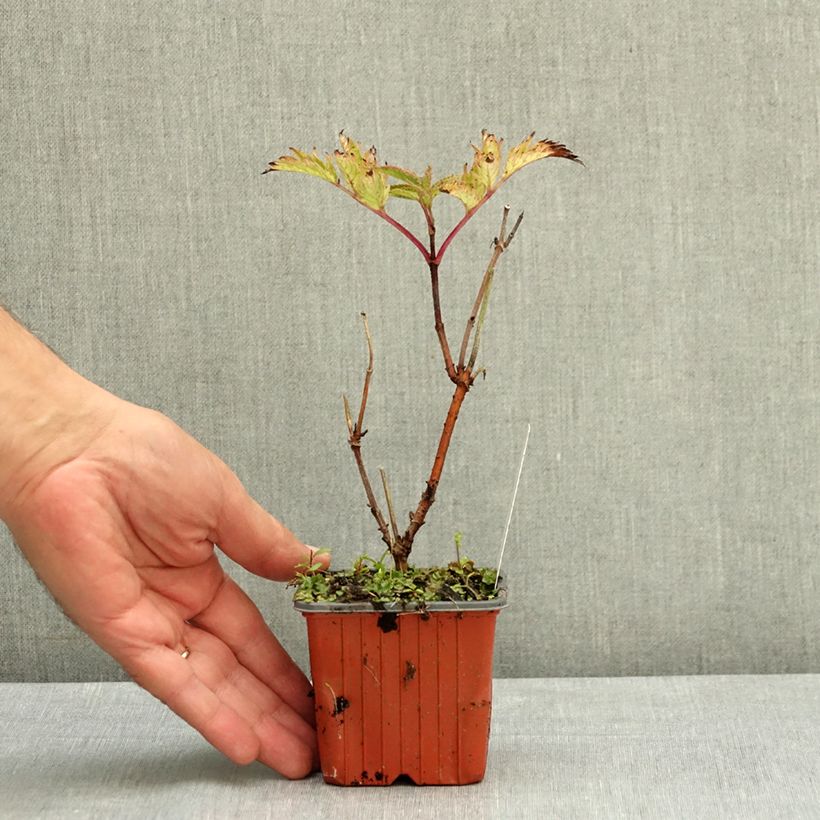 Example of Sambucus nigra Serenade - Sureau noir Godet de 8/9 cm as you get in ete
