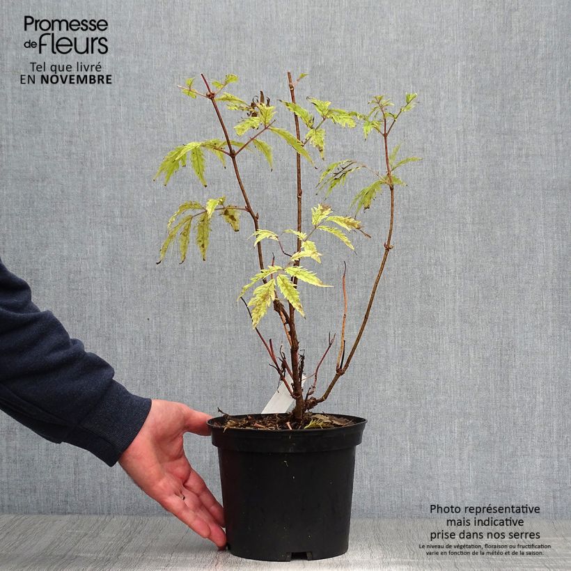 Example of Sambucus racemosa Plumosa Aurea - Sureau à grappes  Pot de 2L/3L as you get in automne