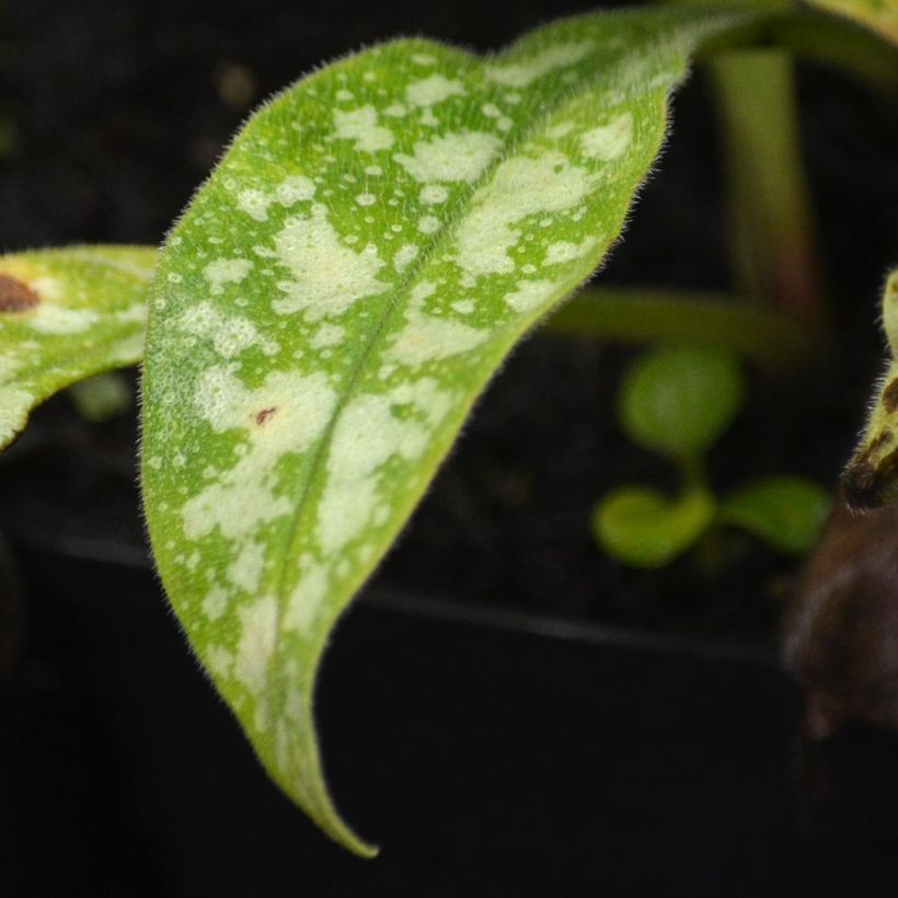 Sanguisorba Chocolate Tip (Foliage)
