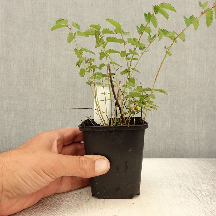 Example of Sanguisorba Chocolate Tip Godet de 8/9 cm as you get in ete