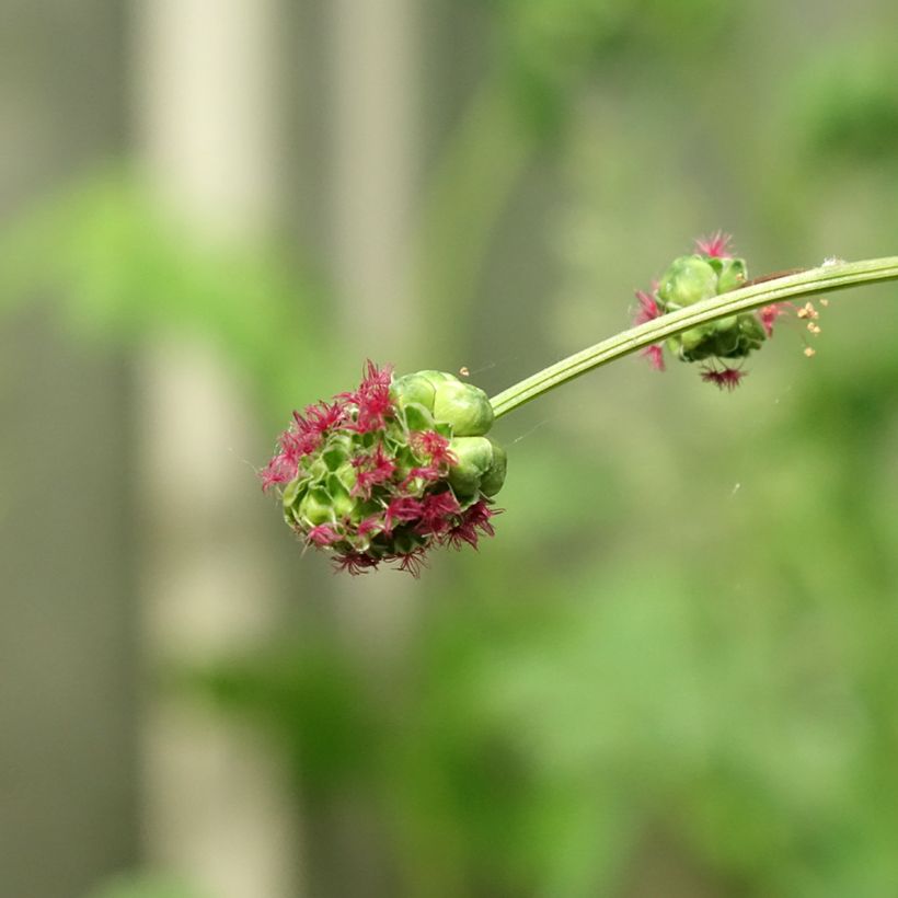 Sanguisorba minor - Petite Pimprenelle (Flowering)