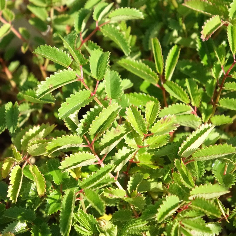 Sanguisorba Proud Mary - Pimprenelle (Foliage)