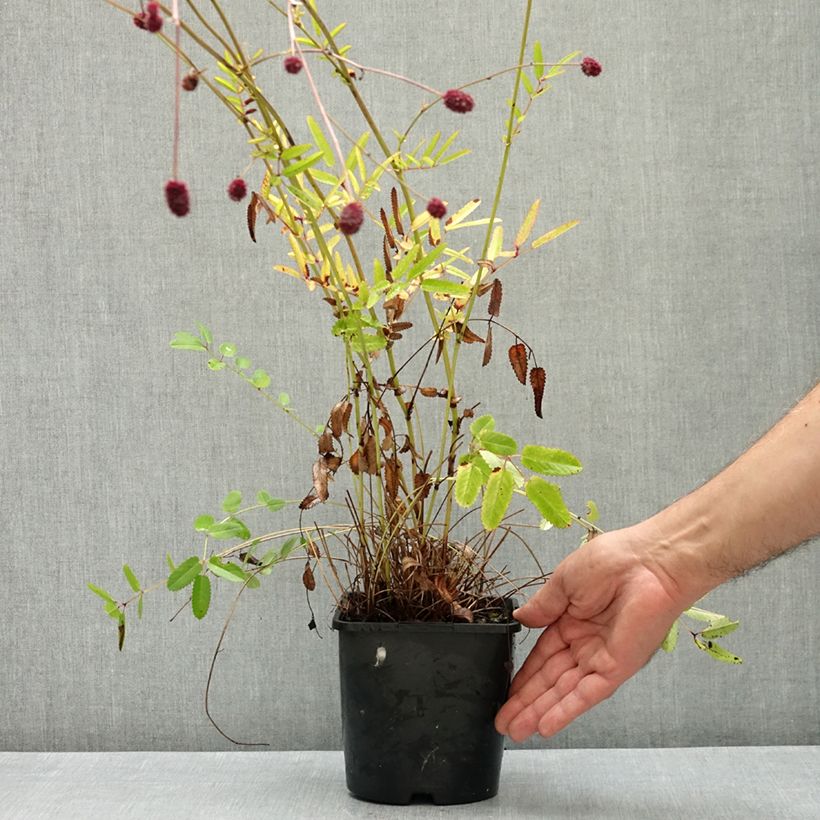 Example of Sanguisorba Proud Mary - Pimprenelle Pot de 2L/3L as you get in ete