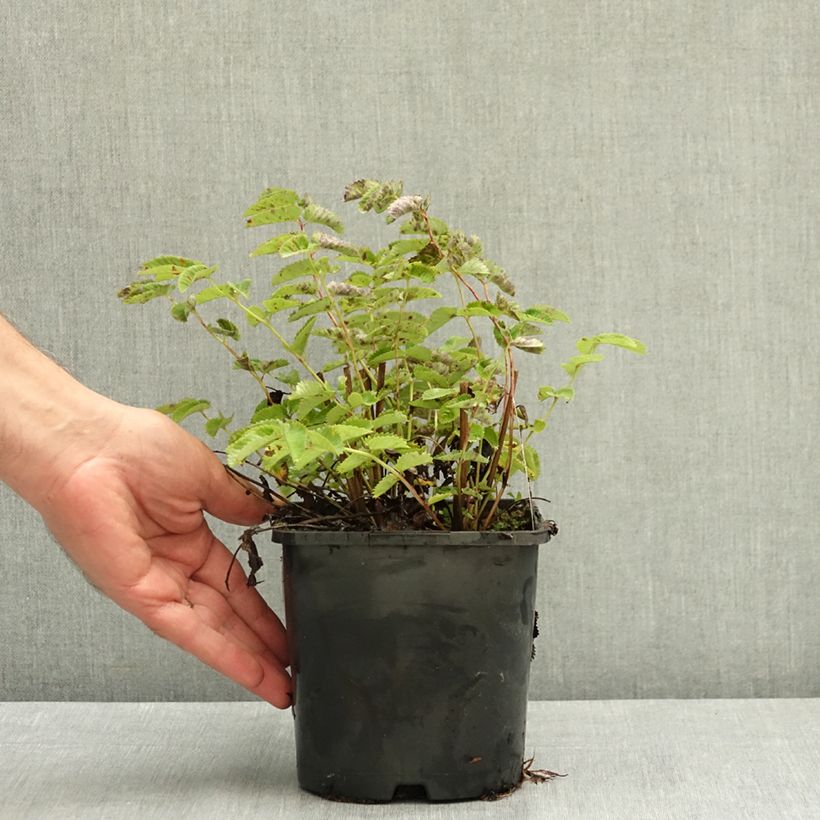 Example of Sanguisorba Wake Up - Pimprenelle Pot de 1,5L/2L as you get in ete
