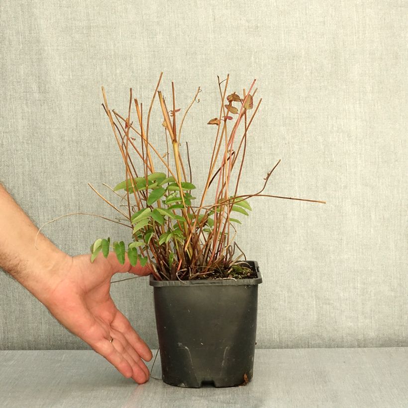 Example of Sanguisorba White Brushes Pot de 2L/3L as you get in ete