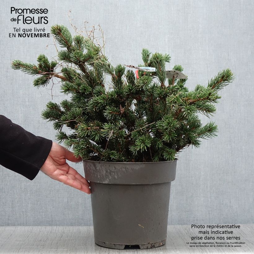 Example of Sapin bleu, Epicéa du Colorado - Picea pungens Lucky Strike Pot de 3L/4L as you get in automne