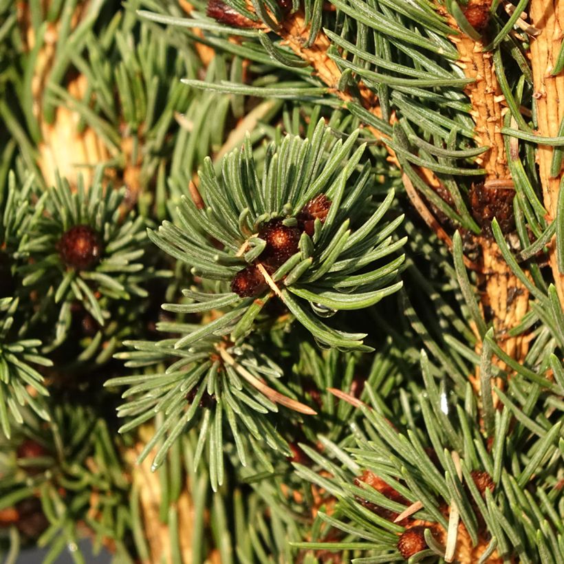 Sapin bleu, Epicéa du Colorado - Picea pungens Lucky Strike (Foliage)