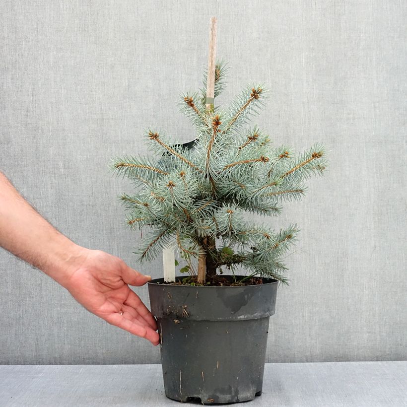 Example of Sapin bleu - Picea pungens Blue Diamond Pot de 4L/5L as you get in ete