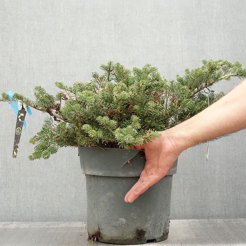 Example of Sapin de Corée nain - Abies koreana Green Carpet Pot de 3L/4L as you get in automne
