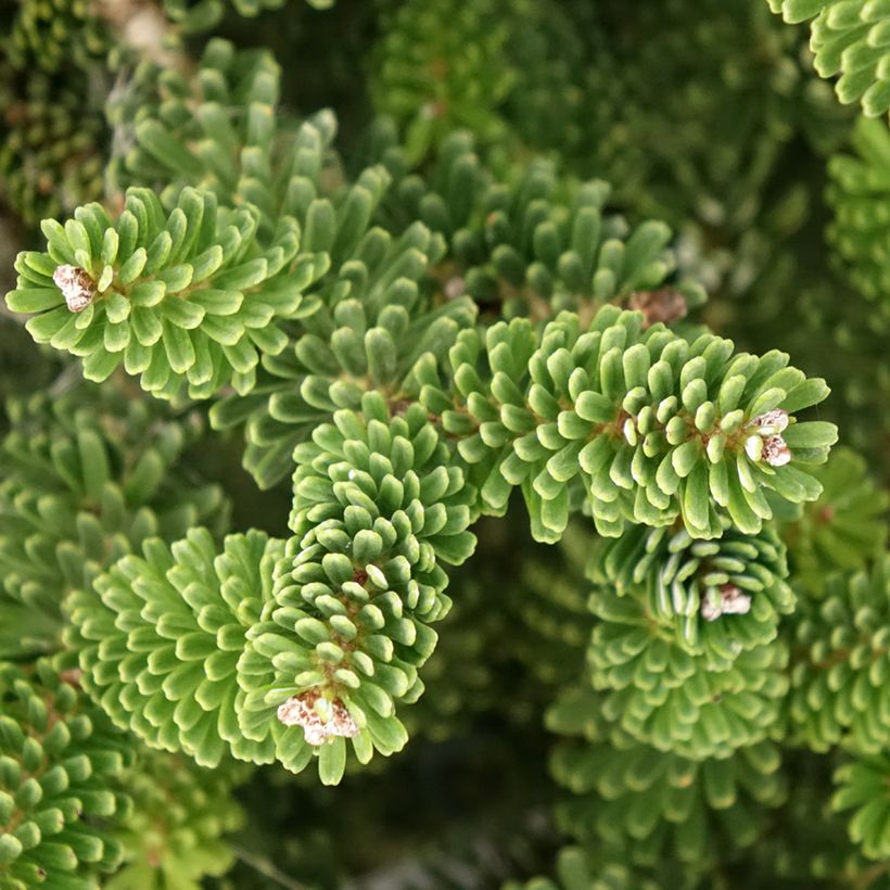 Sapin de Corée nain - Abies koreana Molli (Foliage)