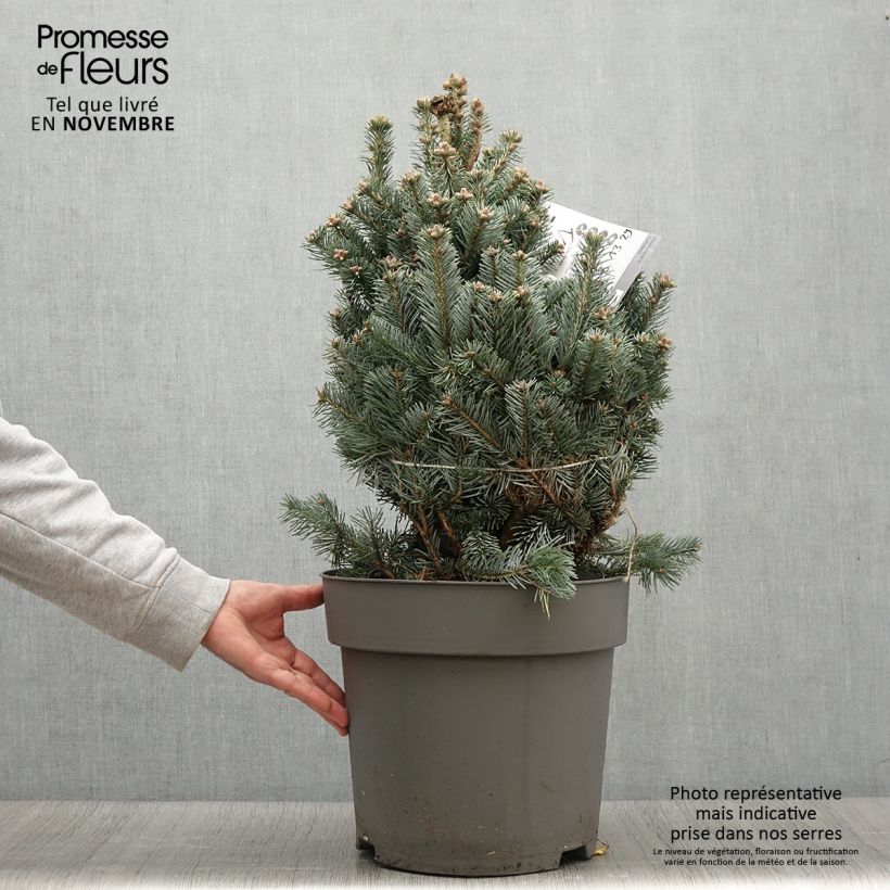 Example of Sapin subalpin - Abies lasiocarpa Compacta Pot de 6L/7L as you get in automne