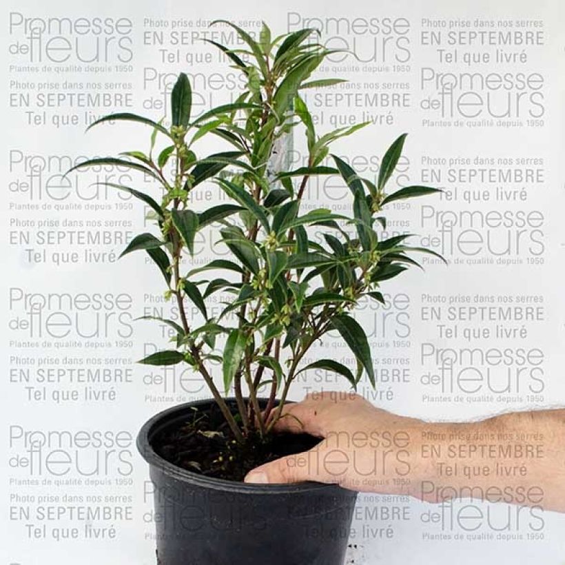 Example of Sarcococca hookeriana Digyna Pot de 2L/3L as you get