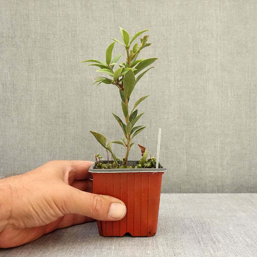 Example of Sarcococca hookeriana humilis Godet de 8/9 cm as you get in ete