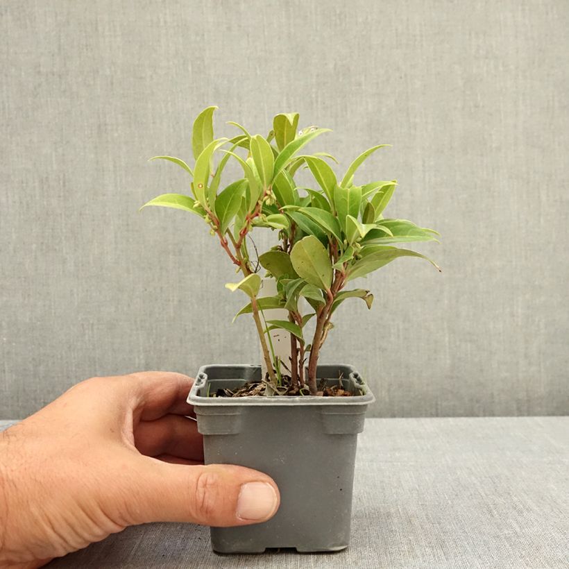 Example of Sarcococca Winter Gem Godet de 8/9 cm as you get in ete