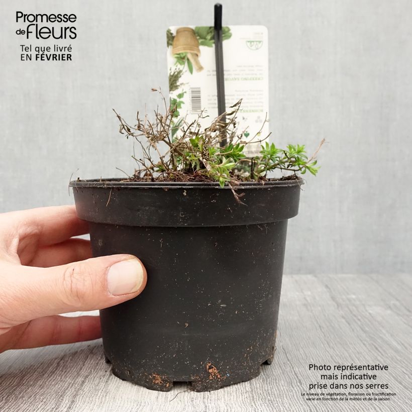 Example of Sarriette vivace rampante - Satureja spicigera Pot de 1,5L/2L as you get in hiver