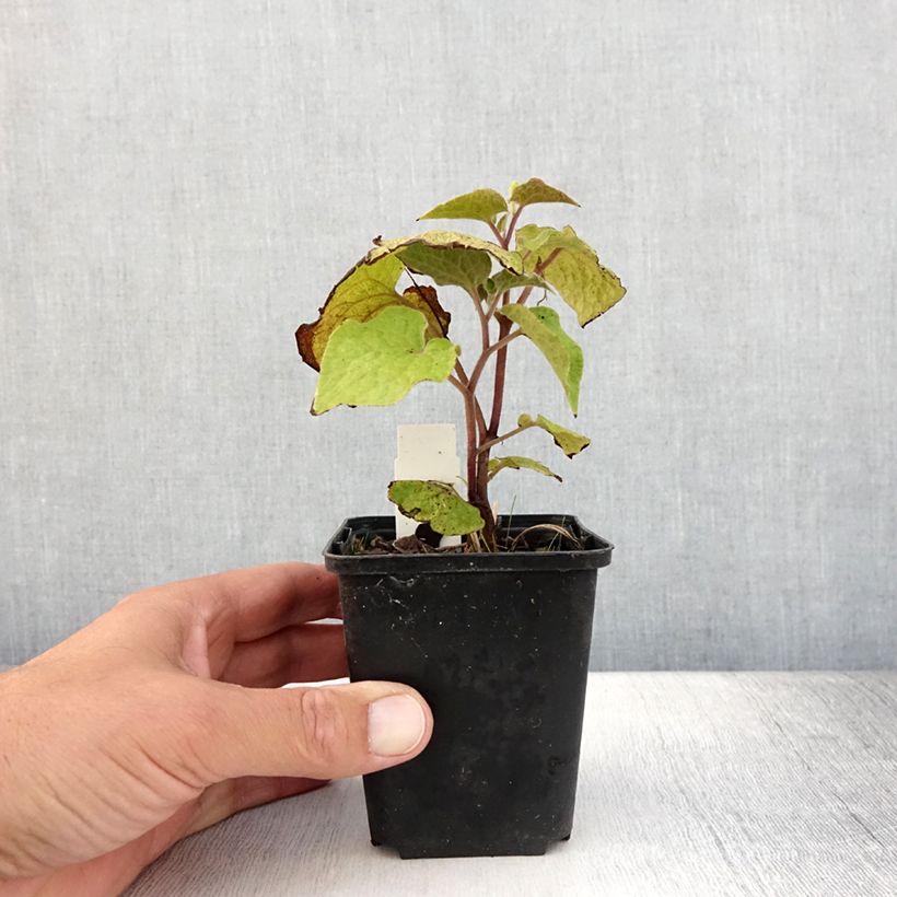 Example of Saruma henryi Godet de 8/9 cm as you get in ete