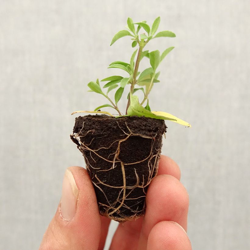 Example of Sauge arbustive Amethyst Lips - Salvia greggii Mini-motte Ø 3/4 cm as you get in printemps