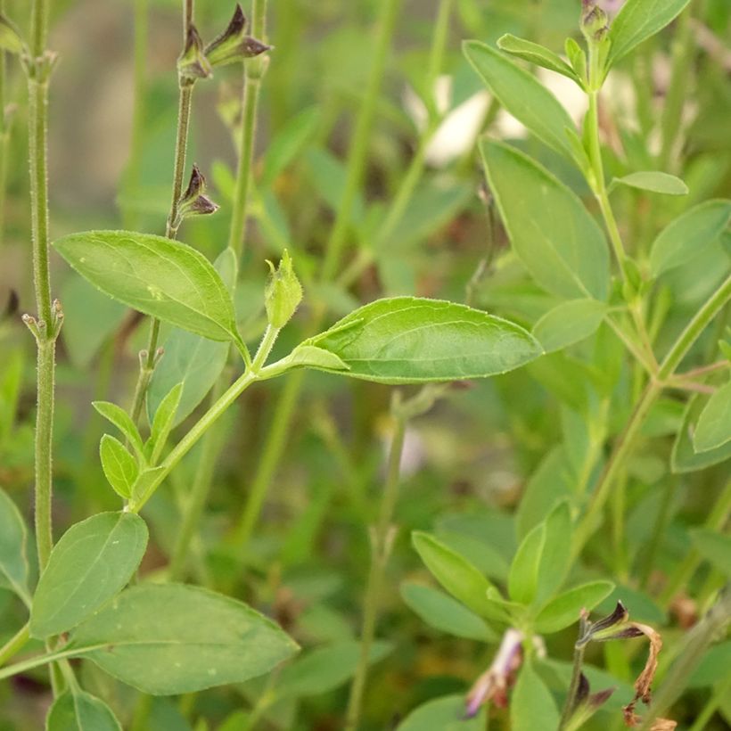 Sauge arbustive Amethyst Lips - Salvia greggii (Foliage)