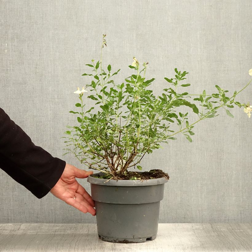 Example of Sauge arbustive Melen - Salvia jamensis Pot de 4L/5L as you get in automne