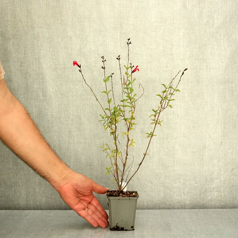 Example of Sauge arbustive Reve Rouge - Salvia jamensis Godet de 8/9 cm as you get in ete