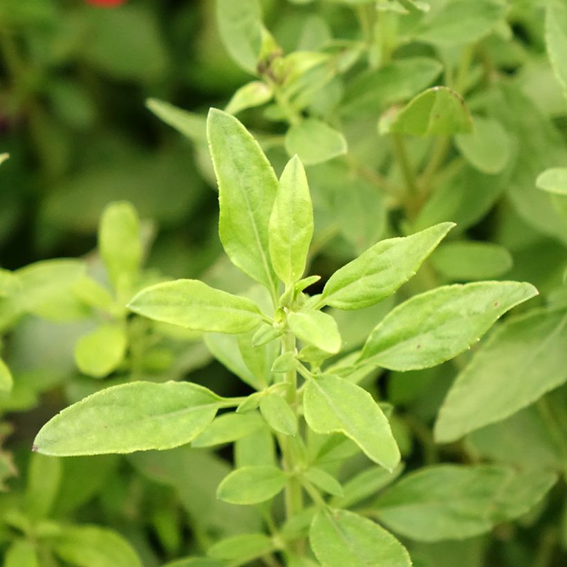Sauge arbustive - Salvia greggii Mirage Burgundy (Foliage)