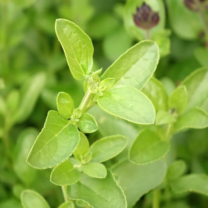 Sauge arbustive - Salvia greggii Mirage Salmon (Foliage)