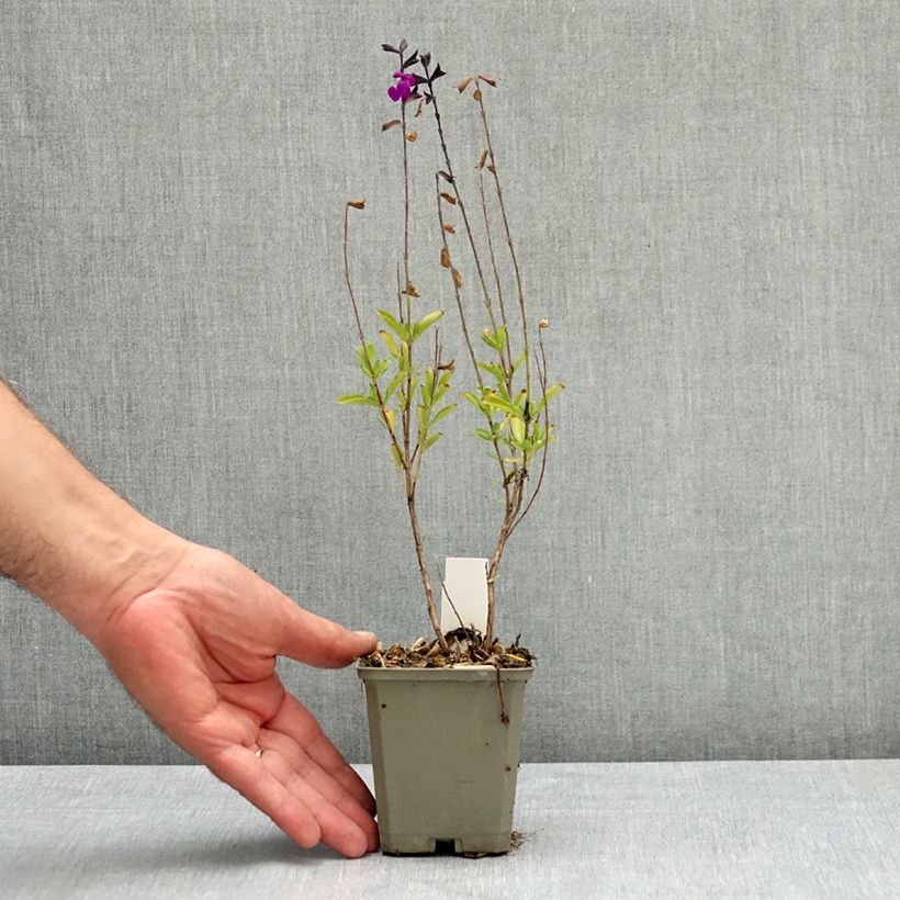 Example of Sauge arbustive - Salvia greggii Mirage Violet Godet de 8/9 cm as you get in ete