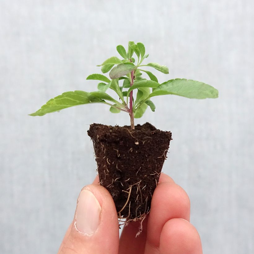 Example of Sauge arbustive - Salvia greggii Mirage Violet Mini-motte Ø 3/4 cm as you get in printemps