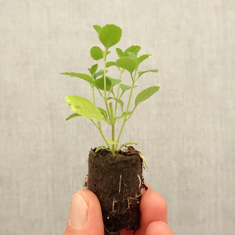 Example of Sauge arbustive - Salvia microphylla Royal Bumble Mini-motte Ø 3/4 cm as you get in printemps