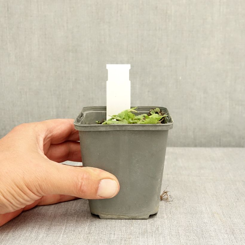 Example of Sauge des bois - Salvia nemorosa Viola Klose Godet de 8/9 cm as you get in ete
