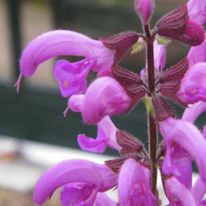 Salvia pratensis Sweet Esmeralda - Sauge des près (Flowering)