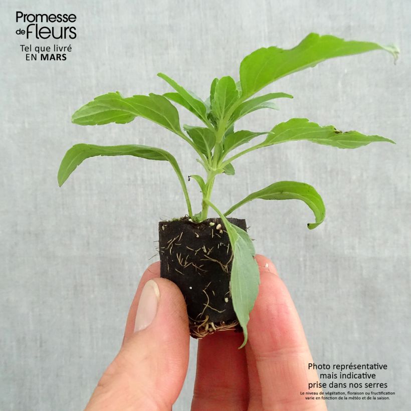 Example of Sauge hybride Kisses and Wishes Mini-motte Ø 3/4 cm as you get in printemps