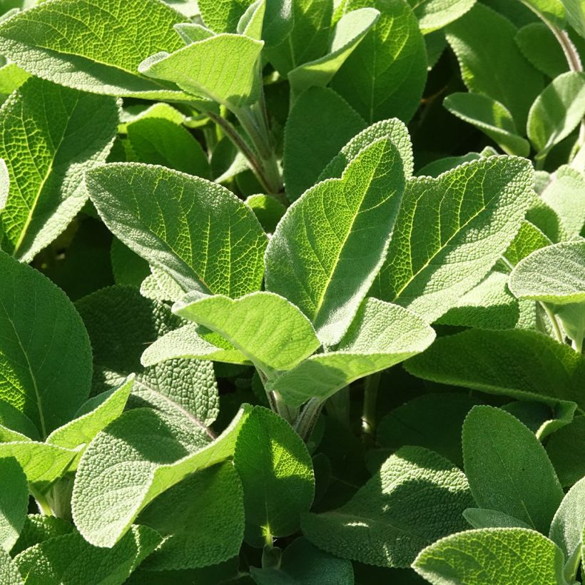 Sauge officinale Berggarten (Foliage)