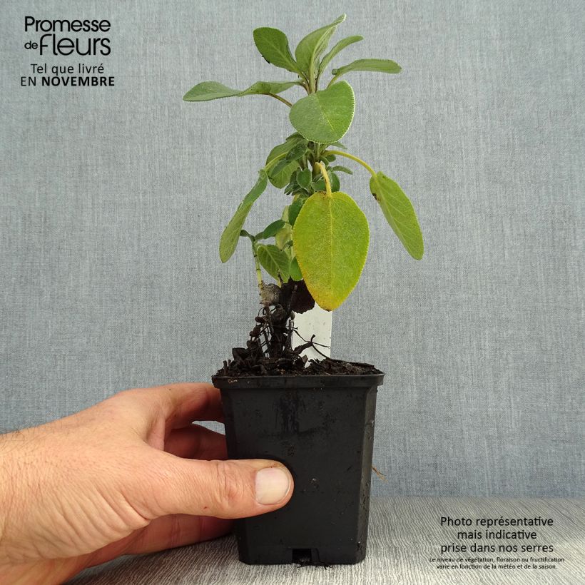 Example of Sauge officinale Berggarten Godet de 8/9 cm as you get in automne