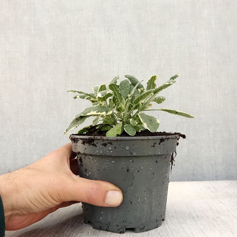 Example of Sauge officinale Berggarten Variegated - Salvia officinalis Pot de 1,5L/2L as you get in automne