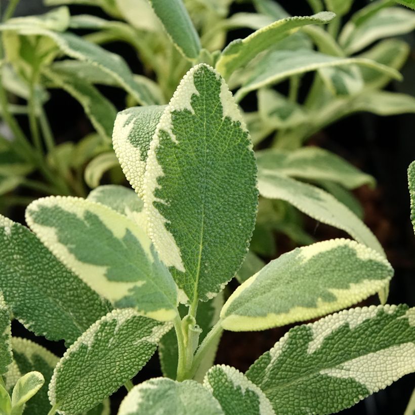 Sauge officinale Berggarten Variegated - Salvia officinalis (Foliage)