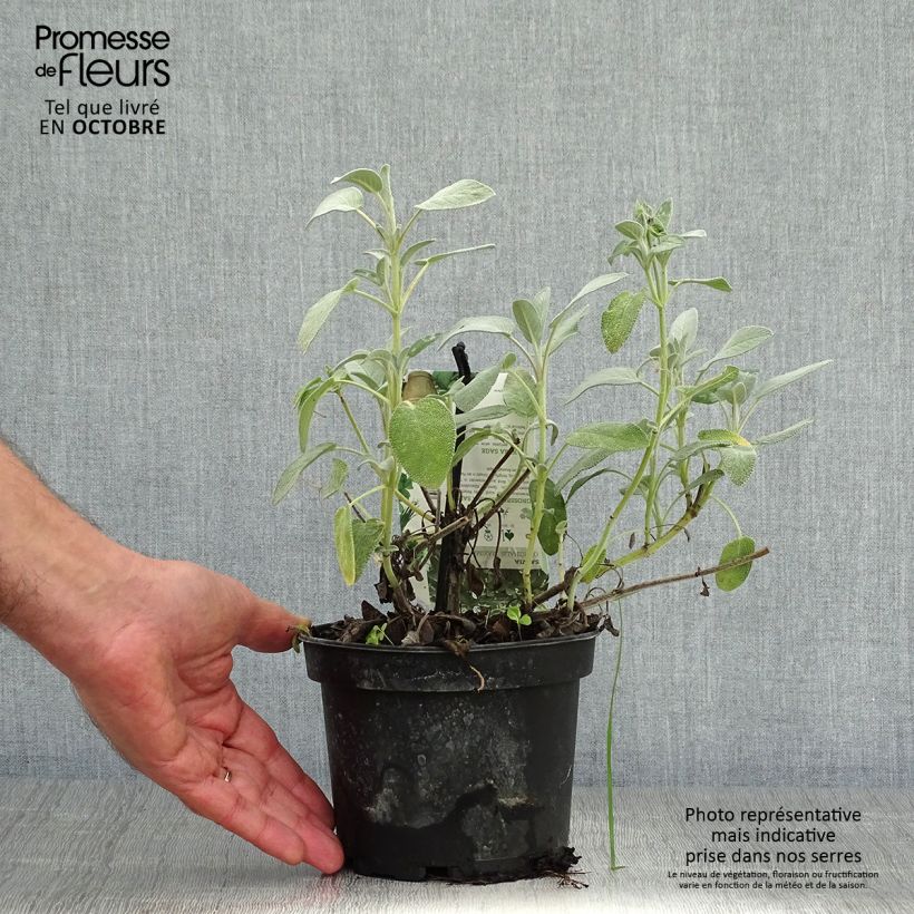 Example of Sauge officinale Maxima - Salvia officinalis Pot de 1,5L/2L as you get in automne