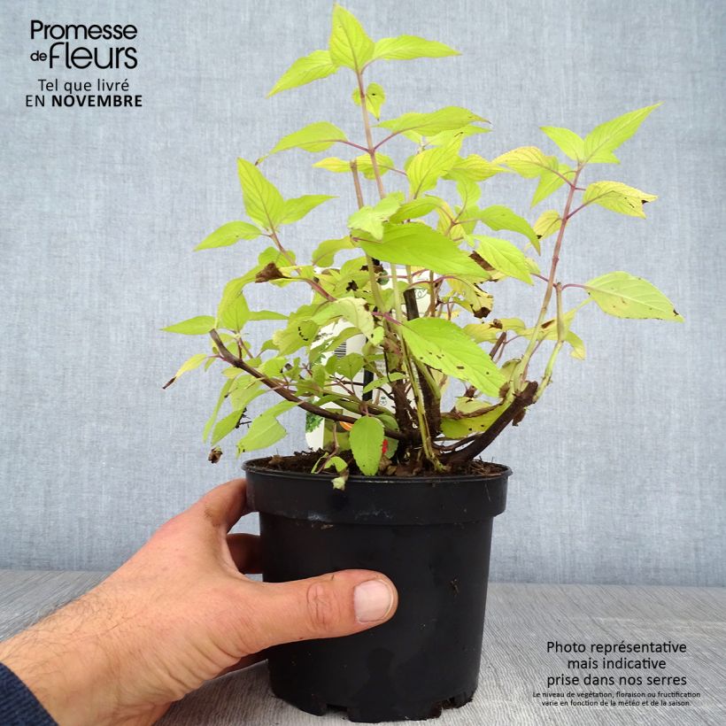 Example of Sauge ananas Golden Delicious Pot de 1,5L/2L as you get in automne