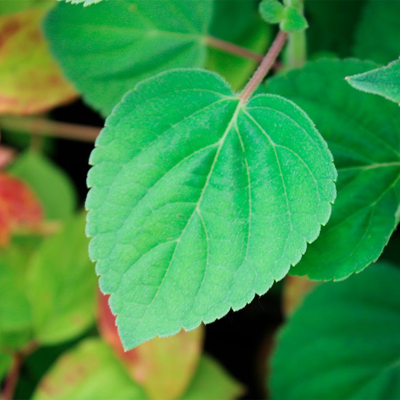 Sauge ananas Golden Delicious (Foliage)