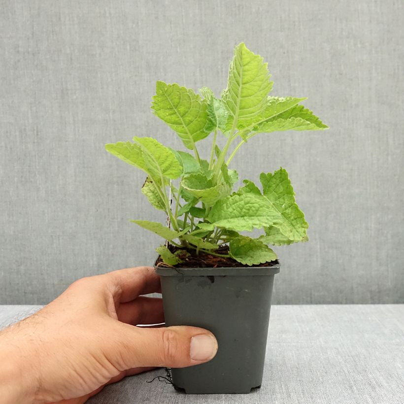 Example of Sauge - Salvia glutinosa Godet de 8/9 cm as you get in ete