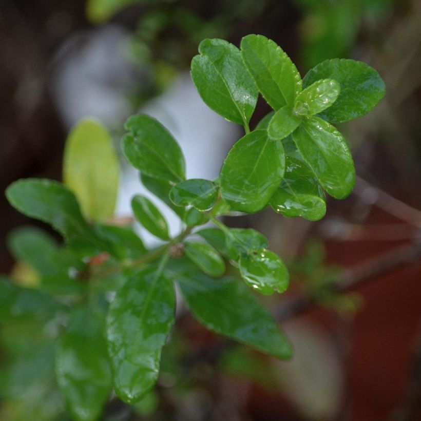 Sauge arbustive Pluenn - Salvia jamensis (Foliage)