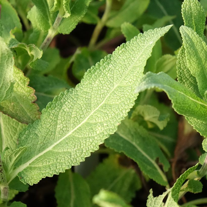 Sauge - Salvia nemorosa Caradonna Pink (Foliage)