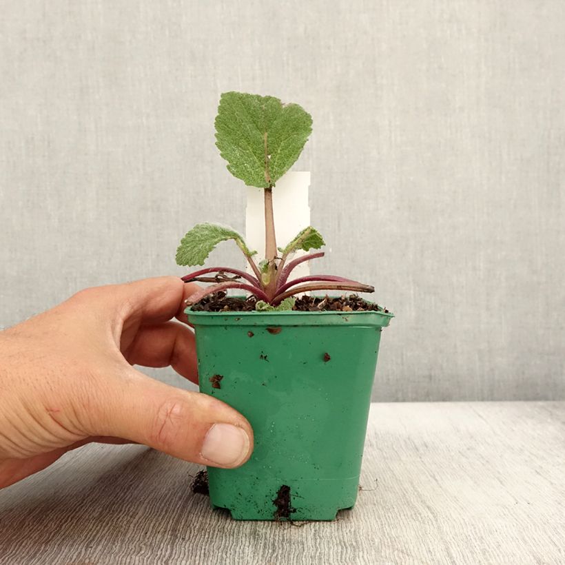 Example of Sauge sclarée - Salvia sclarea Godet de 8/9 cm as you get in automne
