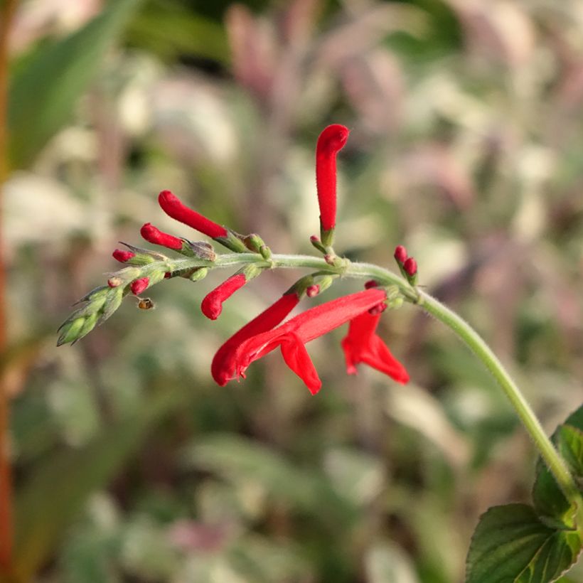 Sauge Tangerine goût d'orange - Salvia elegans (Flowering)